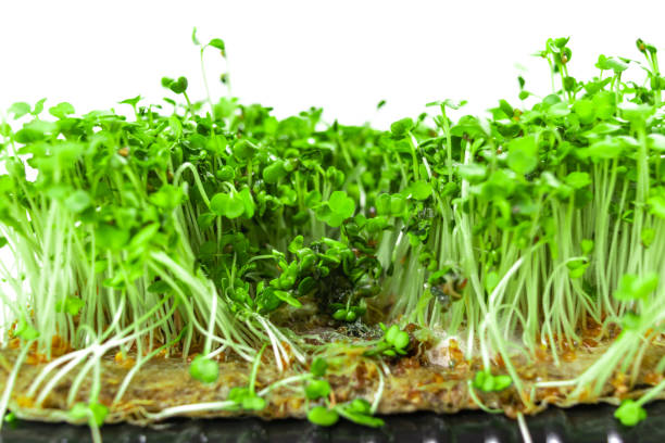 istock Problems of growing useful shoots arising from improper plant care. White background. Close up. 1408499288