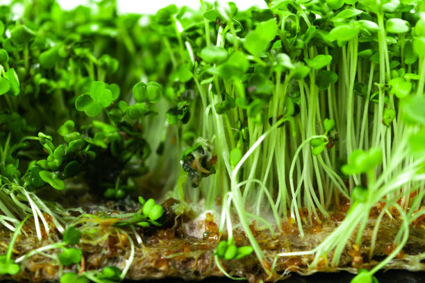 istock Problems of growing useful shoots arising from improper plant care. White background. Close up. 1408499294
