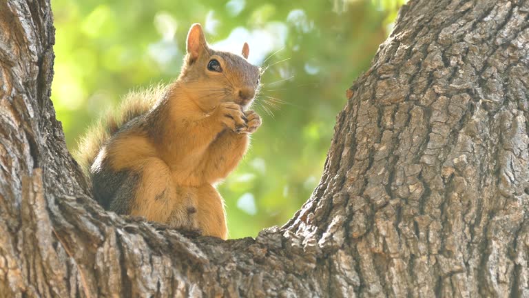 Squirell in a Marmaris Cubucak Natural Forest Park