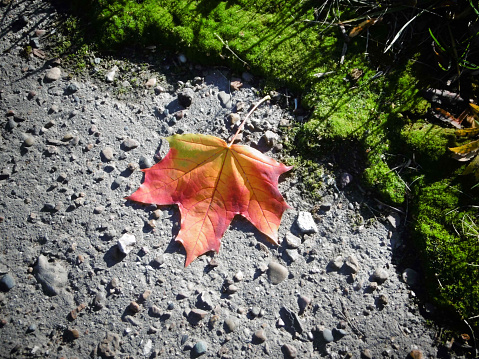 Autumn composition. Maple leaf on a textured background with shadows. The concept of autumn, Thanksgiving.