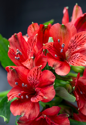 Beautiful bouquet of red flowers of alstroemeria close-up. Inca lily on a floral background. Flower card, soft focus.