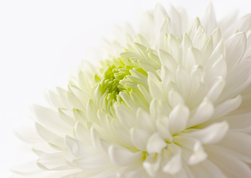 Macrophotography. Selected sharpness. Beautiful flower of delicate, pure white chrysanthemum close-up. Vegetable texture.