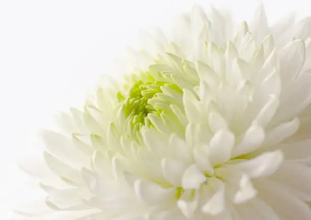 Photo of Macrophotography. Selected sharpness. Beautiful flower of delicate, pure white chrysanthemum close-up. Vegetable texture