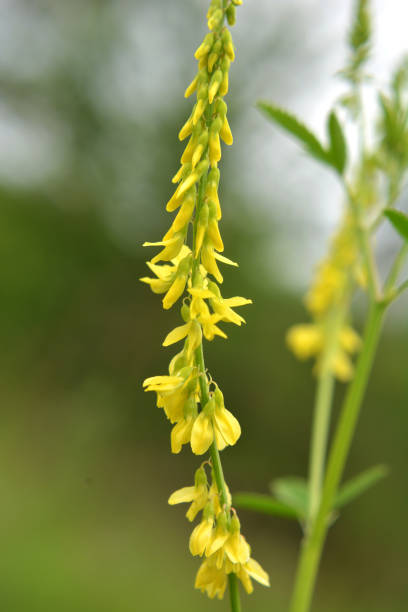 istock Melilot officinalis (Melilotus officinalis) blooms in nature 1408503219