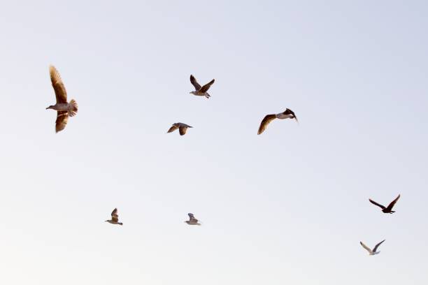 istock Flock of birds flying under a blue sky 1408503614