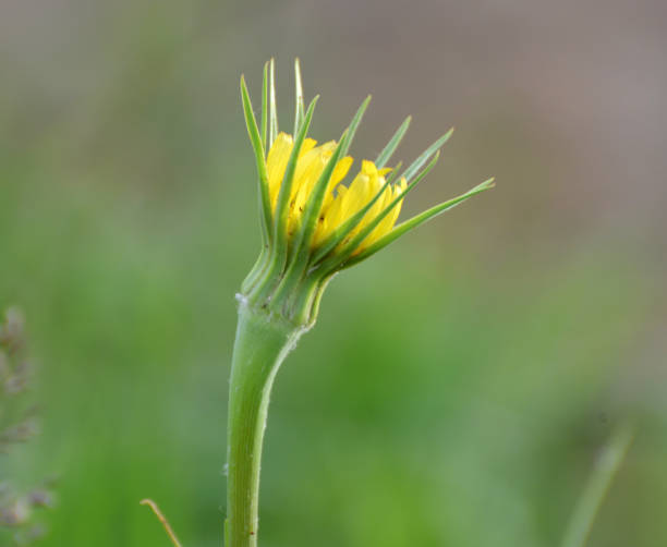 istock Tragopogon dubius grows in nature in summer 1408503657