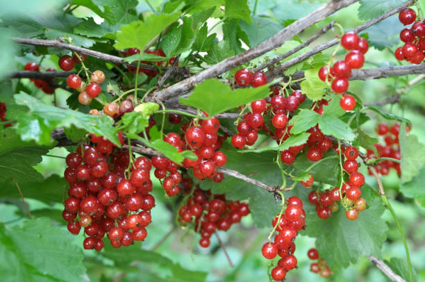 istock On the bush berries are ripe redcurrant 1408504951