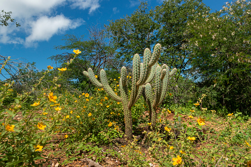 Brazilian caatinga biome in the rainy season. Cactus and flowers in Cabaceiras, Paraíba, Brazil.