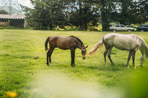 Horses grazing on grass
