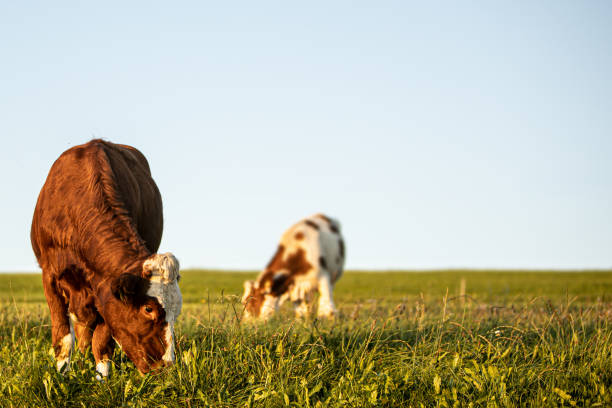 istock Cows grazing on the pasture in summer, closeup 1408507068