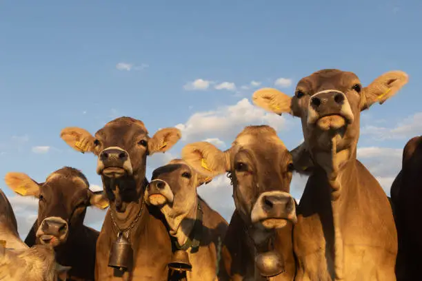 A group of funny, young and curious cows on the pasture against blue sky, Swiss Brown