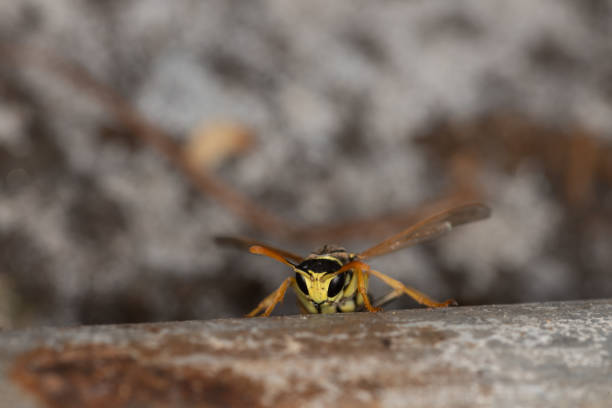 istock A wasp is watching you, macro, Vespidae, Polistinae 1408507139