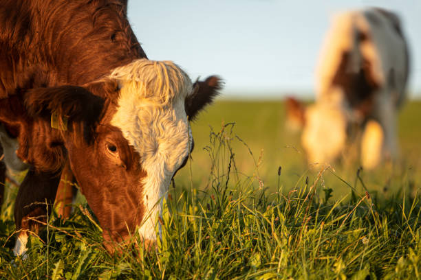 istock Cows grazing on the pasture in summer, closeup 1408507576