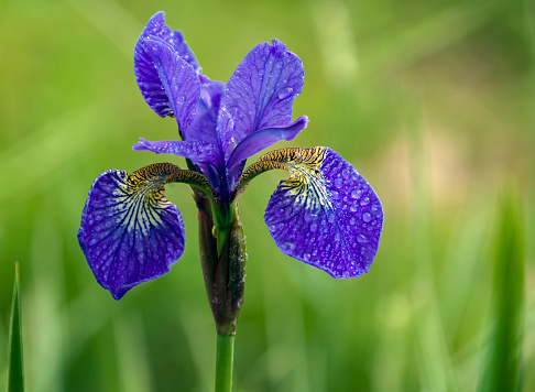 Siberian iris flower with water drops on the petals after rain. Purple-blue iris blooming close-up on green background of vegetation.