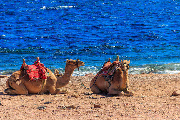 Camels on the shore of the Red Sea in the Gulf of Aqaba. Dahab, Egypt Camels on the shore of the Red Sea in the Gulf of Aqaba. Dahab, Egypt 2667 stock pictures, royalty-free photos & images