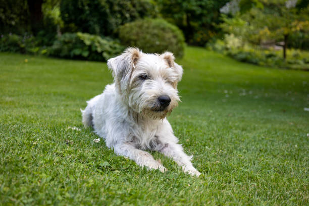 istock Jack Russell Terrier Dog in Green Garden 1408512018