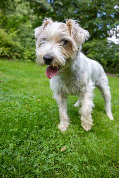 istock Jack Russell Terrier Dog in Green Garden 1408512020