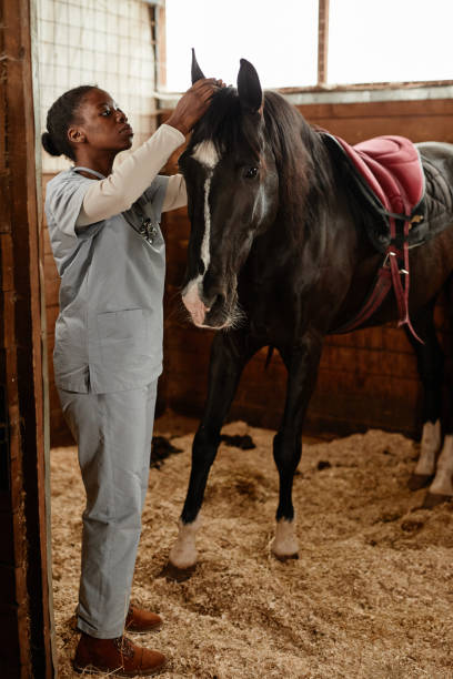 Veterinarian Examining Horse Vertical full length portrait of female veterinarian examining horse in stables and looking into ears vet treating horse stock pictures, royalty-free photos & images