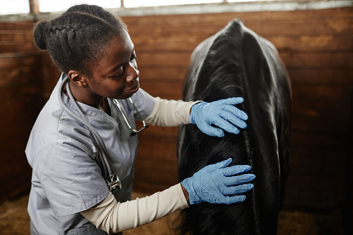 Waist up portrait of female veterinarian taking care of horse in stables and smiling