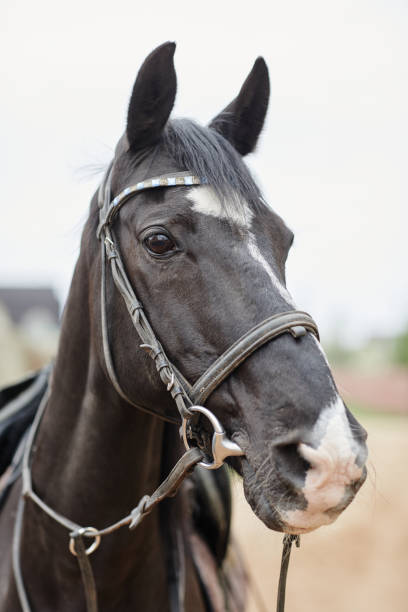 istock Dark Horse Outdoors 1408512763