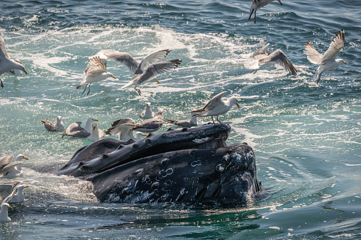 Close-up of Humback whale bubble-net fishing off the coast of Cape Cod