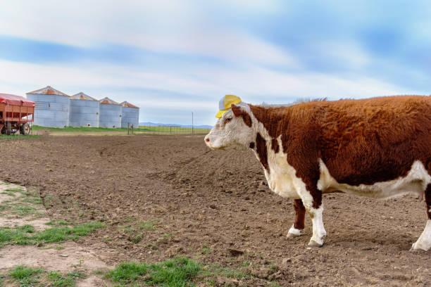 istock Nice Polled Hereford breed cow in rural landscape with silos, sky with clouds and ample copy space 1408515831