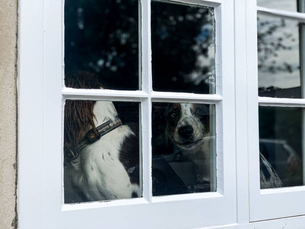 istock two shepherd dogs at home by the window looking around 1408517212