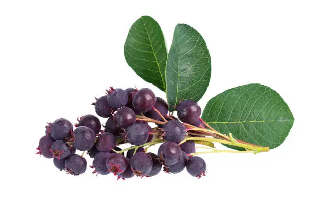 Saskatoon berries isolated on white background. Amelanchier, shadbush, juneberry, irga or sugarplum ripe berries