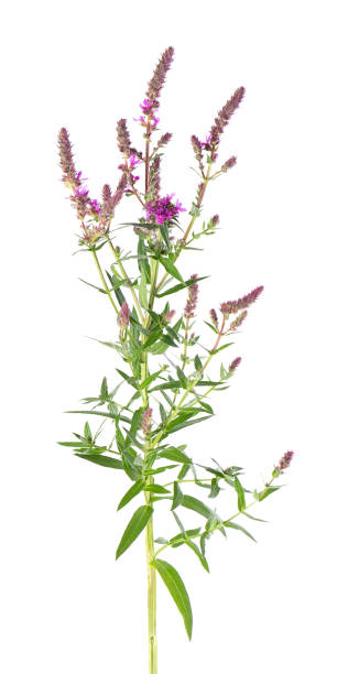 Purple loosestrife bush with flowers, isolated on white background. Lythrum salicaria. Herbal medicine. Clipping path. Purple loosestrife bush with flowers, isolated on white background. Lythrum salicaria. Herbal medicine. Clipping path lythrum salicaria purple loosestrife stock pictures, royalty-free photos & images