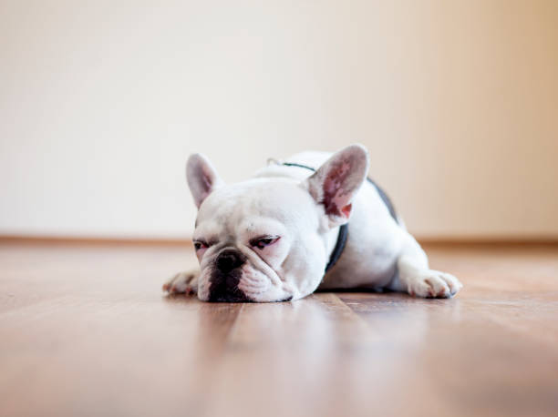 istock french bulldog lying on the floor 1408518422