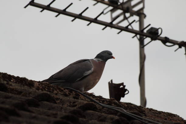 istock Pigeons that have landed on the roof 1408520326