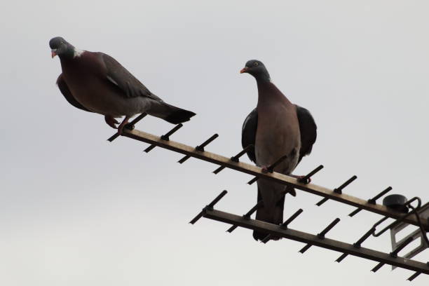 istock Pigeons that have landed on the roof 1408520440