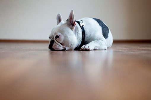 french bulldog lying on the floor