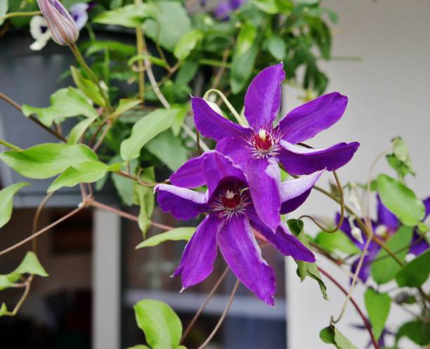 istock Purple clematis on the balcony 1408521438