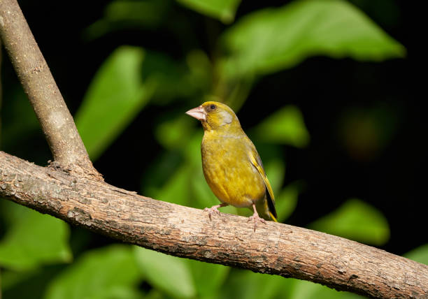 Male European greenfinch perching near the bird feeder.