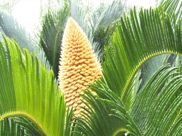 istock Japan. July. Sago palm flower. 1408522857