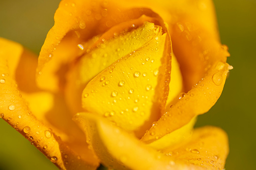 Yellow flower with water drops