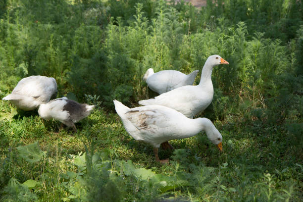 istock Geese eating grass in farm 1408523076