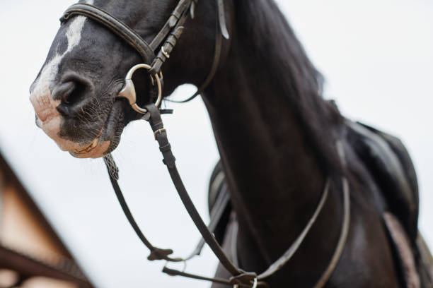 istock Dark Horse Closeup 1408523104