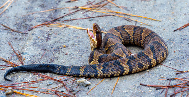 istock Juvenile Cottonmouth with a threat dislplay 1408523966