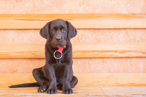 A small black labrador retriever puppy is sitting on a bench. Portrait of a dog.