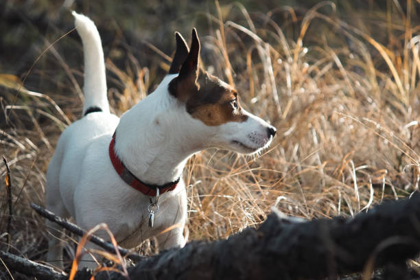 Low angle shot of a young Jack Russell Terrier dog standing amongst tall yellow grass, looking at something in the distance on a sunny November afternoon.