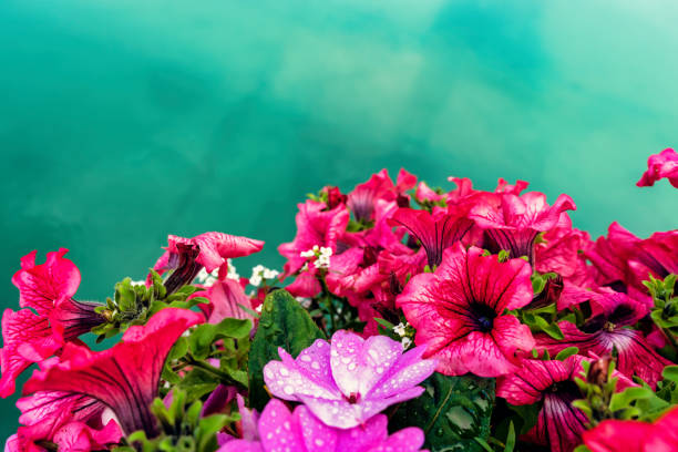 bougainvillea background with turquoise water behind