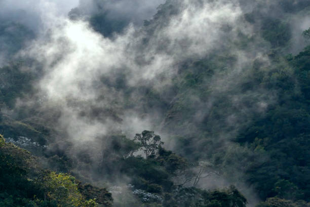 istock The Cloud Forests of Ecuador 1408526110
