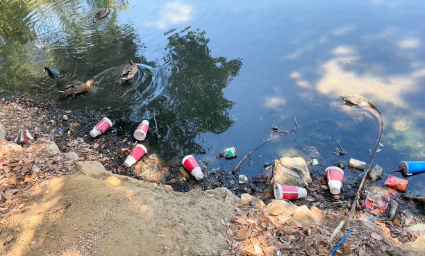 istock Trash and ducks in a pond 1408527402
