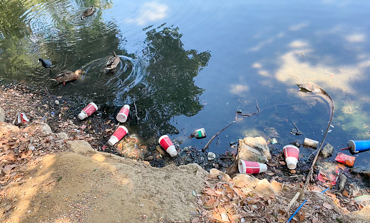 Ducks swimming in a pond littered with trash