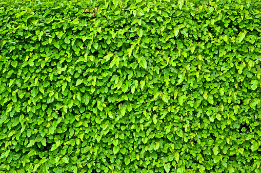 green leafs background wall closeup, summer environment diversity