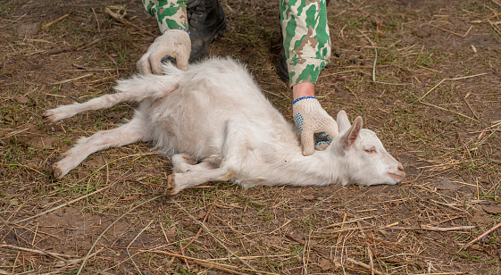 veterinarian examines animals and birds on an ecologically clean farm