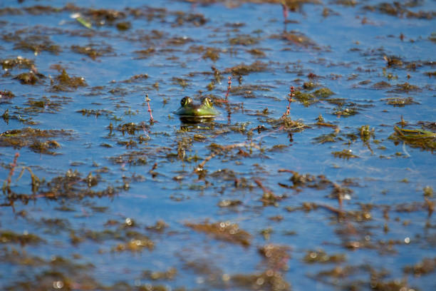 istock Young green frogs or bullfrogs sit in a marsh in canada 1408530179