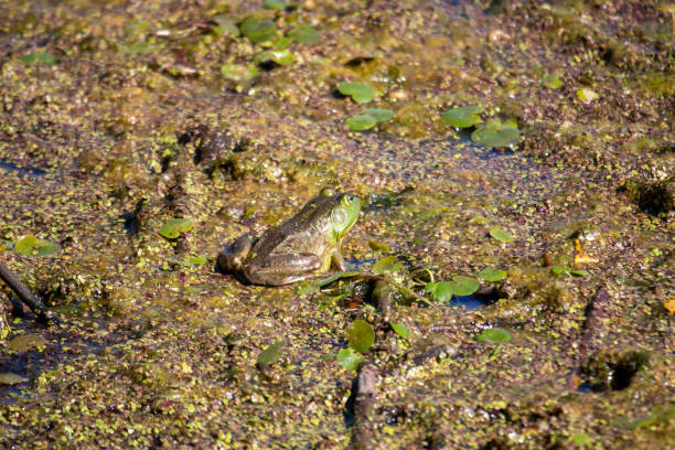 istock Young green frogs or bullfrogs sit in a marsh in canada 1408530197